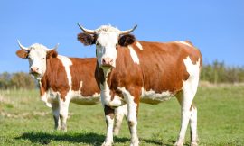 Cattle Rebound Higher on Monday