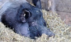 Hogs Post Mixed Action on Monday