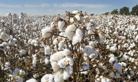 Cotton Closes with Tuesday Gains