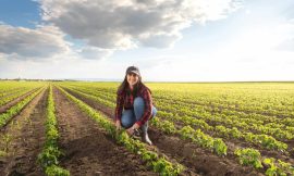 Soybeans Edge Higher on Wednesday
