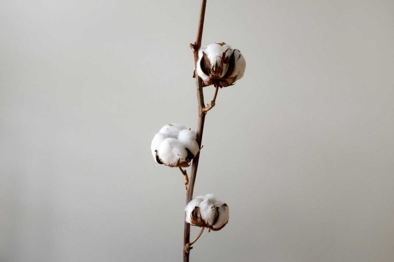 Read more about the article Cotton Faces Weakness on Wednesday