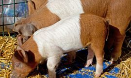 Hogs Head Lower on Thursday