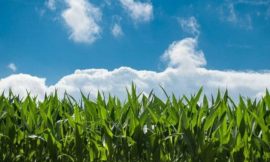 Corn Hits One Month High on Thursday