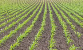 Corn Trading Higher at Midday