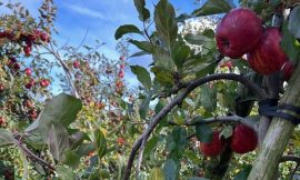 Louth apple growers bet big on domestic market