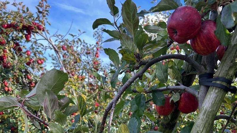 louth-apple-growers-bet-big-on-domestic-market