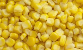 Corn Holds Rally on Monday