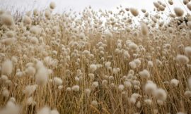 Cotton Holds onto Gains on Monday with Cooling Trade Tensions