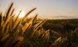 Wheat Bulls Give Into Weakness on Thursday