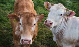 Cattle Holding Higher on Thursday