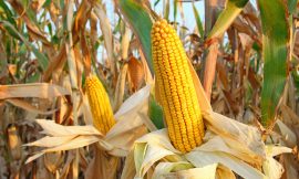 Corn Falls on Thursday