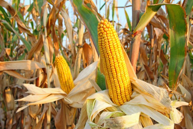 Read more about the article Corn Falls on Thursday