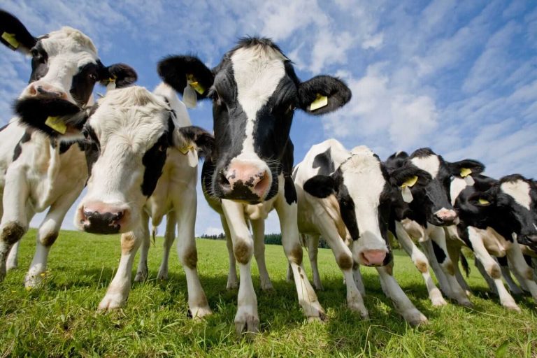 Read more about the article Cattle Pull off Lows into Friday’s Close