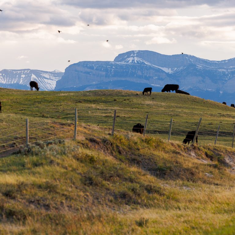 Read more about the article n