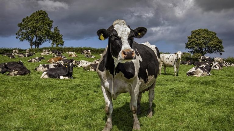 Read more about the article Farmers concerns raised at nitrates derogation meeting