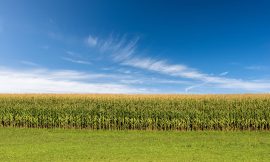 Corn Posts Gains on Monday