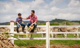 Cattle Rally on Monday