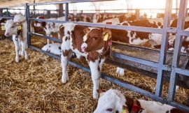 Cattle Close with Limit Losses Across the Board