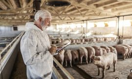 Hogs Close Mixed on Wednesday