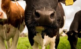 Cattle Extend Weakness to Thursday