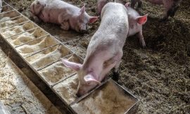 Hogs Ease Back on Thursday