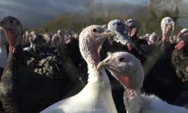 Call for intense focus on biosecurity amid bird flu cases