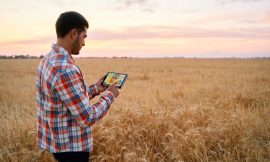 Wheat Falling on Friday, with Spring Wheat Holding Higher