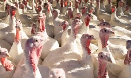 Will bird flu mean there won’t be turkeys for Christmas?