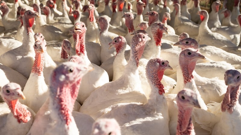will-bird-flu-mean-there-won’t-be-turkeys-for-christmas?