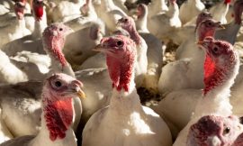 Bird flu outbreak confirmed at turkey farm in Monaghan