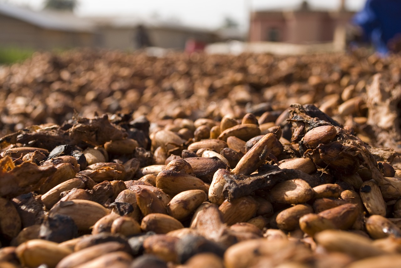 cocoa-prices-sharply-lower-on-the-prospects-for-ample-global-supplies