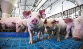 Hogs Trading Mixed on Tuesday