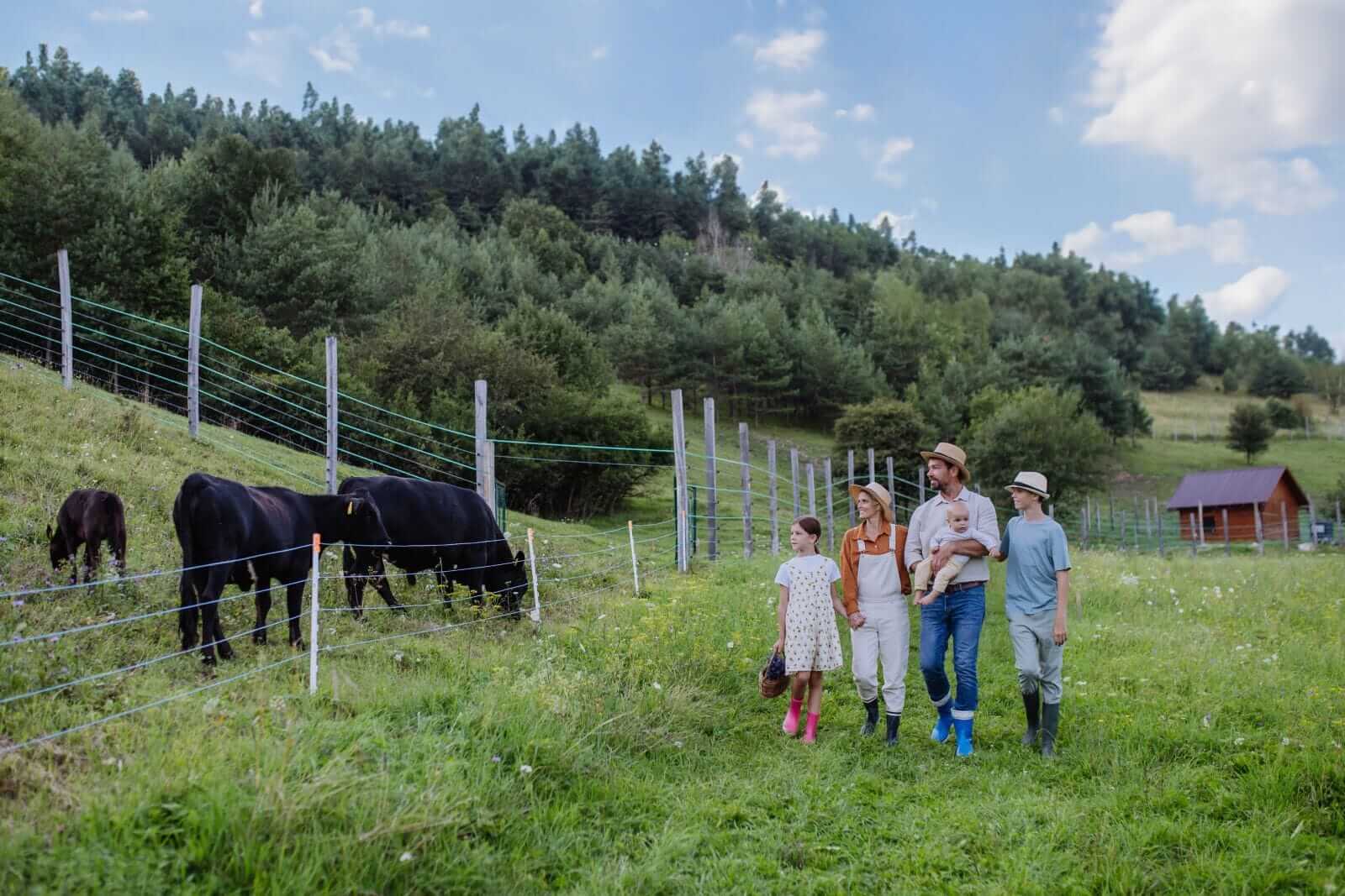 cattle-trading-mixed,-with-feeders-extending-gains