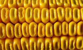 Corn Posts Double Digit Losses as Yield Cut Falls Short of Estimates