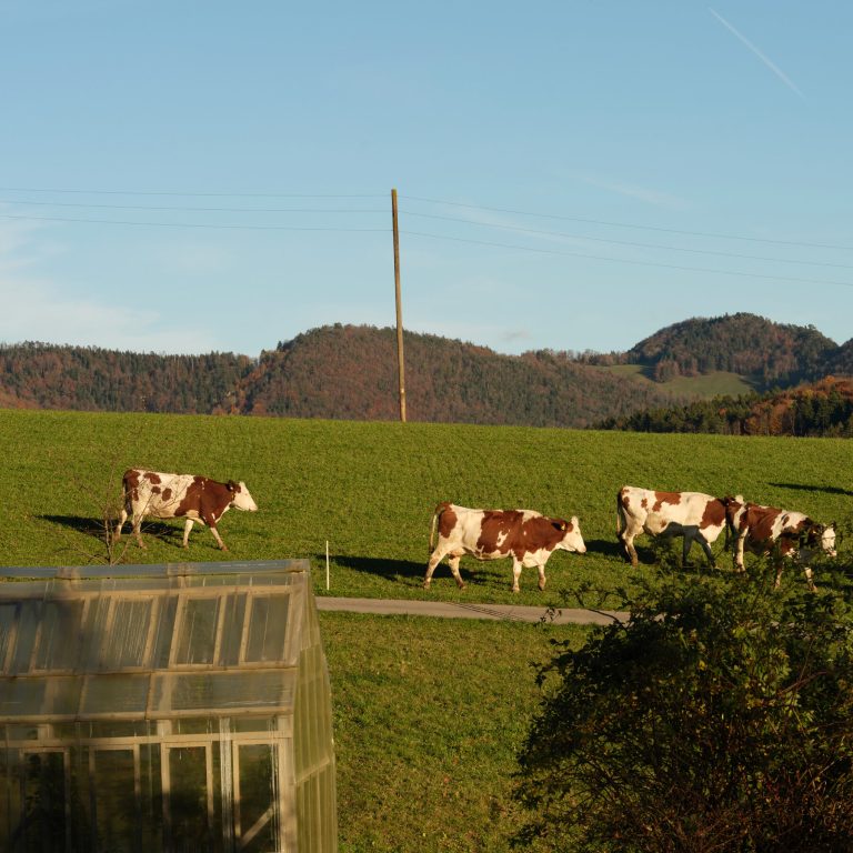 Read more about the article n