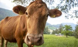 Cattle Bouncing into the Weekend