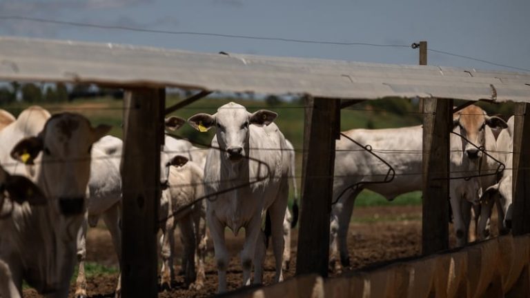Read more about the article IFJ probe ‘undermines’ EU-Mercosur trade deal, says IFA