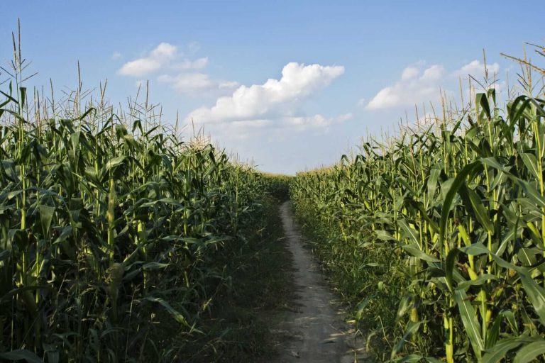 Read more about the article Corn Falls Back on Wednesday