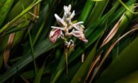 The ‘toughest crop’: Can tech help cardamom farmers?