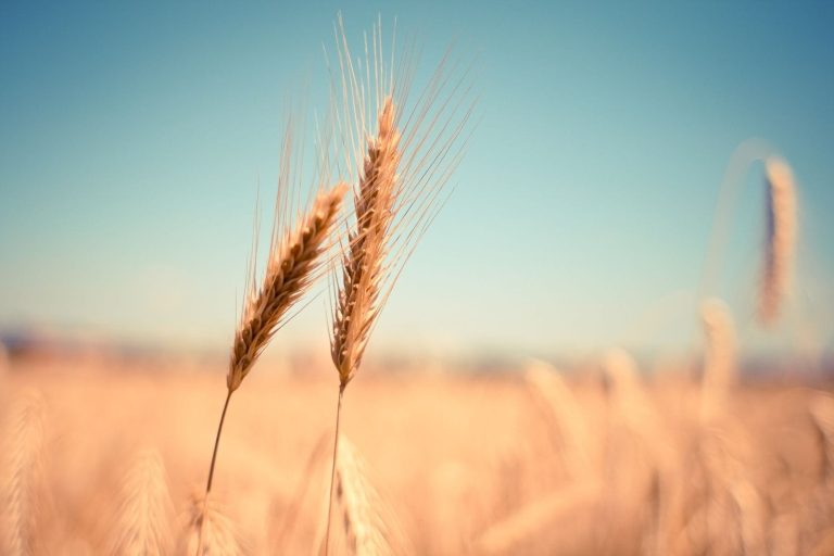 Read more about the article Wheat Weakness Resumes on Thursday