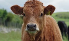 Cattle Slip Lower into Friday’s Close As Traders Square Up Ahead of USDA Data