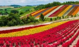 Japan’s gamble to turn island of flowers into global chip hub