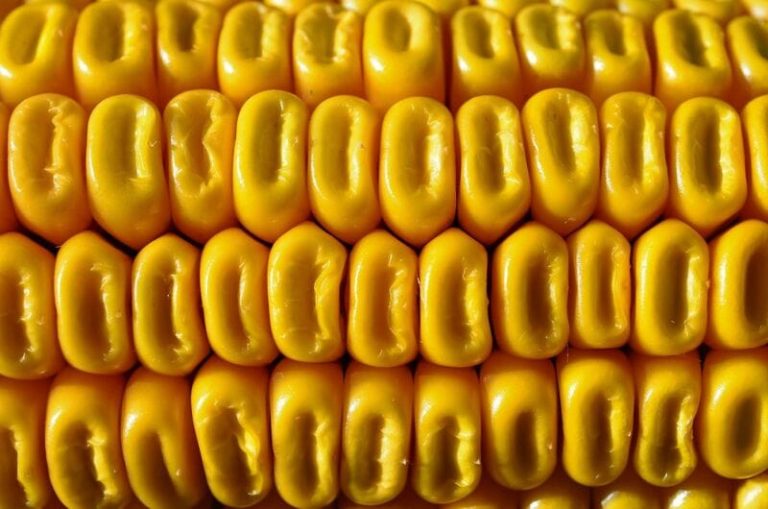 Read more about the article Corn Rallies Ahead of Turkey Day