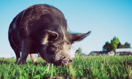 Hogs Rally on Wednesday