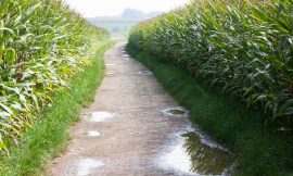 Corn Bulls Rallying Ahead of Turkey Day