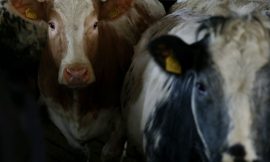 Bluetongue case very concerning and disappointing – IFA