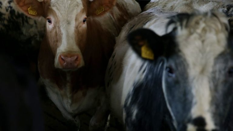 Read more about the article Bluetongue case very concerning and disappointing – IFA