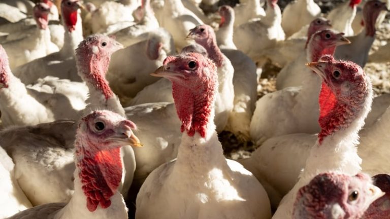 Read more about the article Further bird flu outbreak detected on Cavan turkey farm