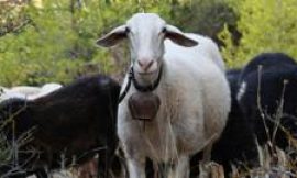 Greek sheep and goat cull raises fears of feta cheese shortage