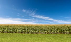 Corn Falls Lower on Monday